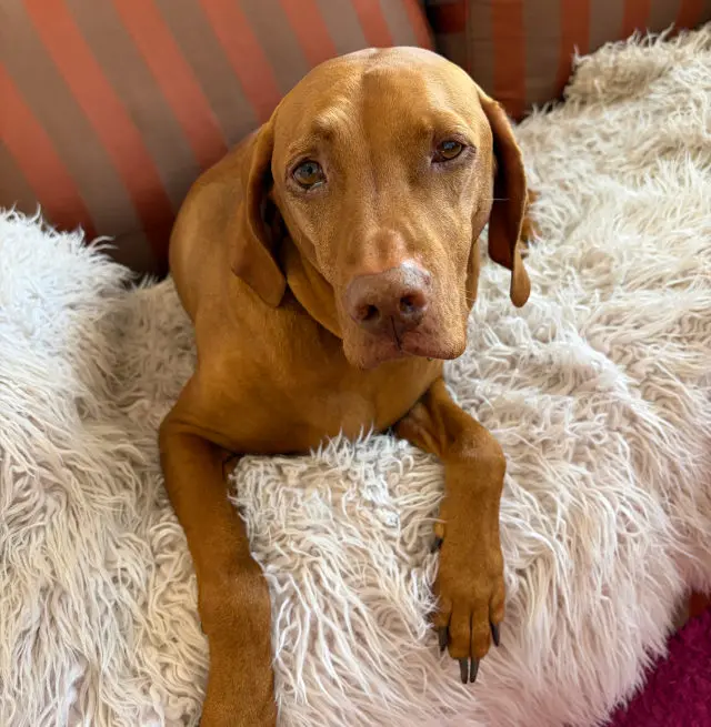Gracie, Ginny’s therapy dog